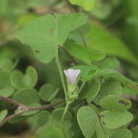 Ipomoea eriocarpa R.Br.